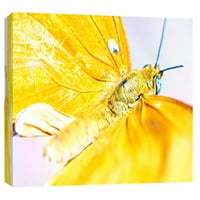 Слики, пеперутка АЗ 5, 20х16, декоративна wallидна уметност на платно