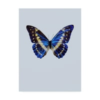 Трговска марка ликовна уметност „Студија за сина пеперутка“ платно уметност од инкадо