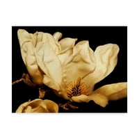 Трговска марка ликовна уметност „Buttercream Magnolia II“ платно уметност од Рејчел Пери