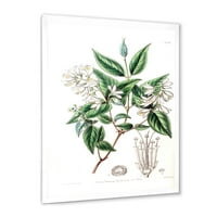 DesignArt 'Антички ботаники x' Традиционална врамена уметничка печатење