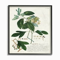 Илустрација на ботанички растителни илустрации на фабрики зелени лисја гроздобер дизајн врамена wallидна уметност од непознато