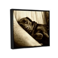 Ступеларска индустрија гушкање на лабрадор куче спиење пријатна сепија фотографија фотографија jet црно лебдечко платно печатено