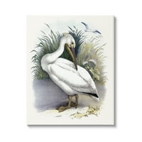 СТУПЕЛ ИНДУСТРИИ Бела пеликанска птици кои прегази трева галерија за сликање на брегот на брегот на брегот завиткани од платно, печатено wallид уметност, Дизајн од П?