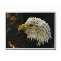 Sumn Industries Bald Eagle Portert Portert Animal Bird Photograge сива врамена уметничка печатена wallидна уметност, 16x20